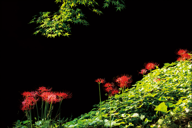 꽃무릇(위)과 죽순(아래).  ‘꽃무릇’은 9월 어느 날 전북 고창군 선운산에서 촬영했으며, ‘죽순’은 5월 초에 전남 담양군 죽녹원에서 촬영하였다. 두 사진 모두 아침햇살을 이용하여 역광으로 찍은 사진이다. ‘꽃무릇’은 오전 9시 경에 감도(ISO) 200, 셔터타임 1/200 조리개 F5.6, 노출보정(바이어스) -2.7으로 설정하고 100mm 렌즈를 사용하여 촬영했다. ‘죽순’은 오전 8시경에 감도(ISO) 200, 셔터타임 1/20, 조리개 F6.3, 노출보정(바이어스) -3으로 설정하고 500mm 렌즈를 사용해 촬영했다.
