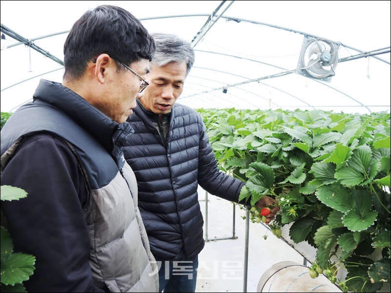 귀농인 송종 씨(왼쪽)가 진교소 목사로부터 딸기 재배법에 대해 설명을 듣고 있다. 송 씨는 더 많은 농촌교회 목회자들이 귀농 지원에 관심을 가져줄 것을 기대했다.