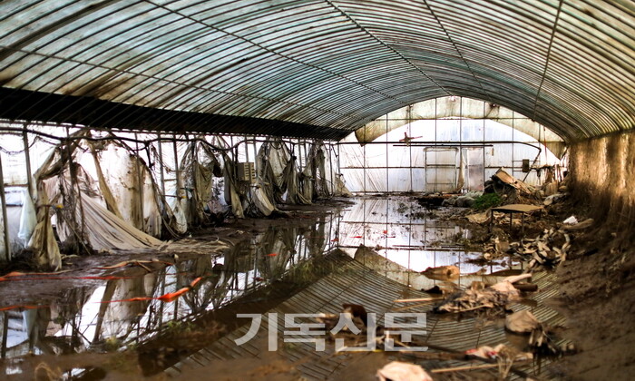 제방이 무너진 충남 청양 지역은 성도들의 작물 피해가 심각한 상황이다.