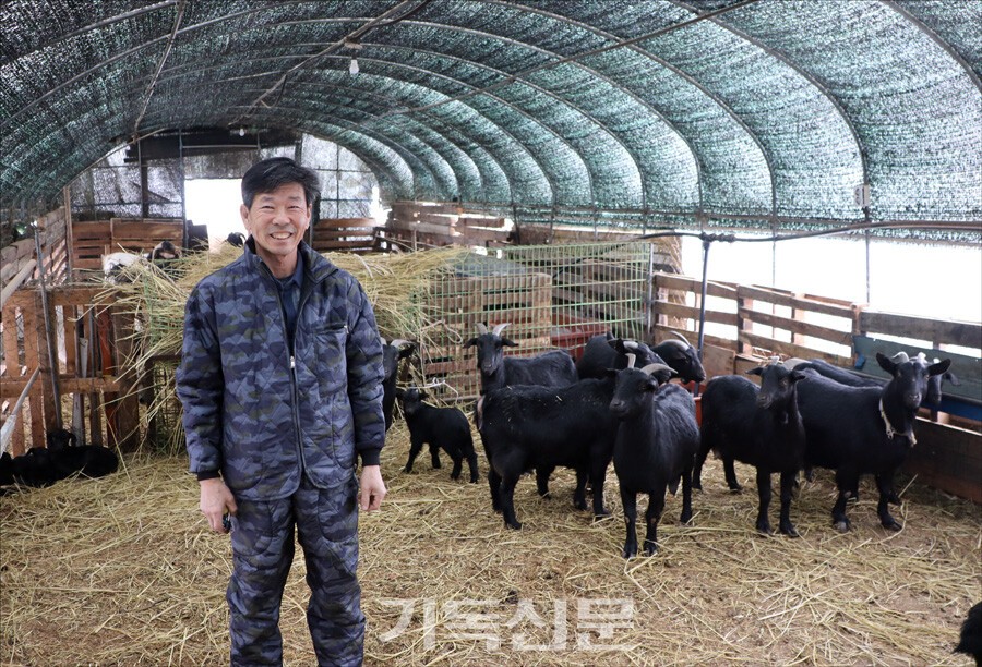 강진구 목사는 새벽 4시 새벽기도 후 농장을 방문해 오전 오후 일과를 보내고, 저녁 시간 교회로 돌아가 설교 준비에 매진한다. 사진은 염소들에게 아침 식사를 주는 모습.