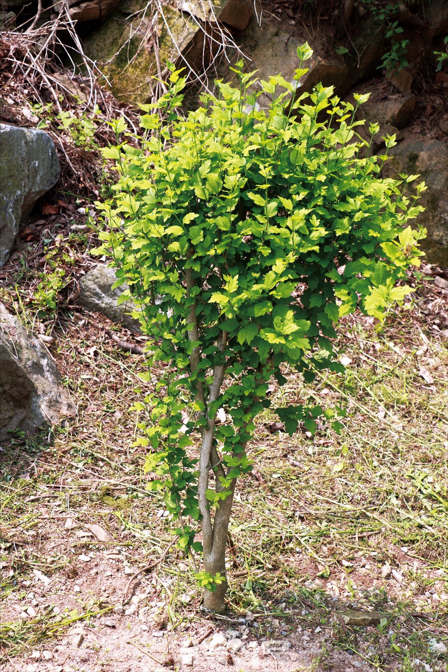 소래교회 140주년을 기념해 심은 수목.